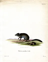 Pinselschwanz-Phascogale