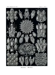 Bryozoa