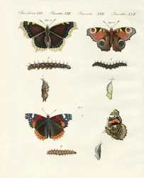 Schmetterlinge - Tagfalter