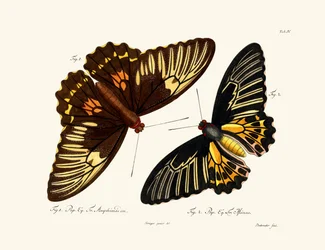 Schmetterlinge