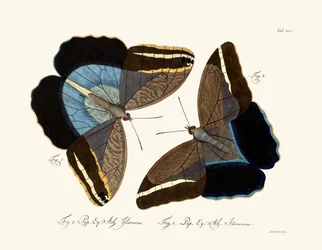 Schmetterlinge