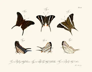 Schmetterlinge