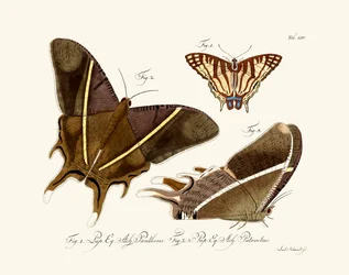 Schmetterlinge