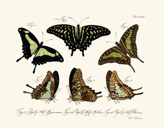 Schmetterlinge
