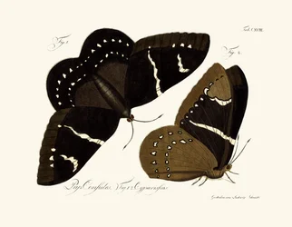 Schmetterlinge
