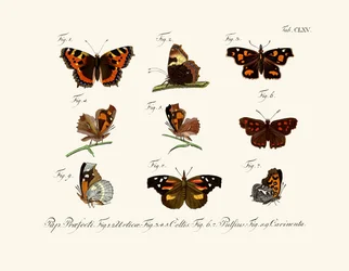 Schmetterlinge