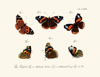Schmetterlinge