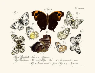 Schmetterlinge