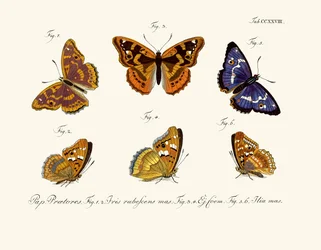 Schmetterlinge