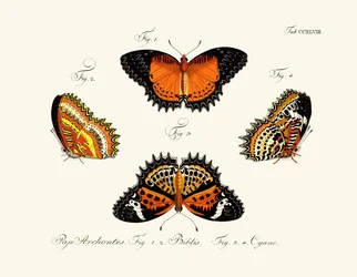 Schmetterlinge