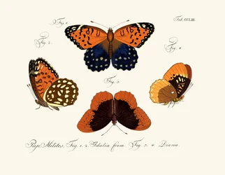Schmetterlinge