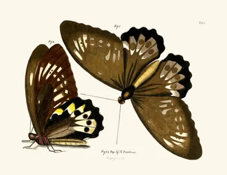 Schmetterlinge