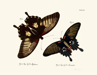 Schmetterlinge