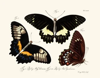 Schmetterlinge