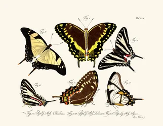 Schmetterlinge
