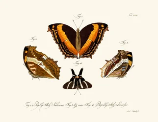 Schmetterlinge