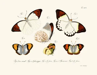 Schmetterlinge