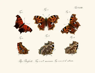 Schmetterlinge, 1783-1806
