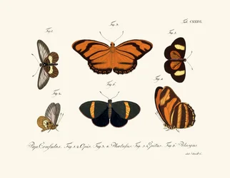 Schmetterlinge, 1783-1806