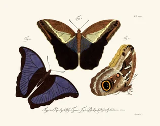 Schmetterlinge, 1783-1806