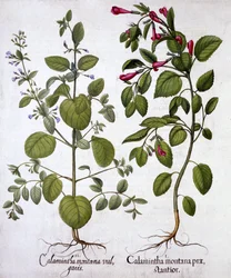 Kalaminten, aus Hortus Eystettensis, von Basil Besler, veröffentlicht 1613