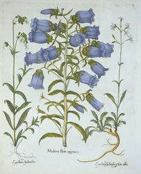 Glockenblumen, Weiße Blasenkraut, Nottinghams Lichtnelke, aus Hortus Eystettensis, von Basil Besler (1561-1629), veröffentlicht 1613