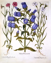 Marienglocken und Kornraden, aus Hortus Eystettensis, von Basil Besler, veröffentlicht 1613