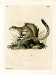 Kap-Bodenhörnchen