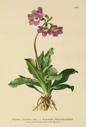 Krainische Primel (Primula Carniolica)