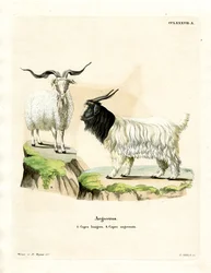 Kaschmirziege
