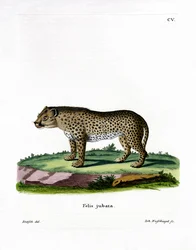 Gepard