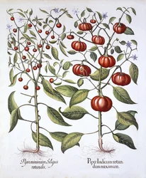 Chilipfeffer [Nachtschattengewächse], aus Hortus Eystettensis von Basil Besler (1561-1629), veröffentlicht 1613
