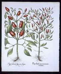 Chilipflanzen, aus dem Hortus Eystettensis von Basil Besler (1561-1629), veröffentlicht 1613