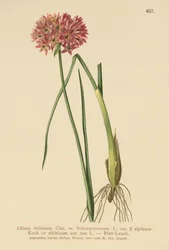Schnittlauch (Allium foliosum, Allium Schoenoprasum var. alpinum, Allium sibiricum)