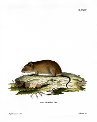 Klippenmaus