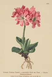 Clusius-Primel