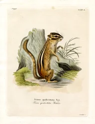 Colorado-Streifenhörnchen