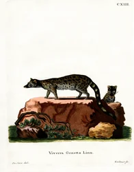 Ginsterkatze