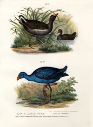 Teichhuhn, 1864