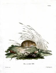 Feldmaus