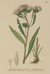 Gewöhnliche Saussurea