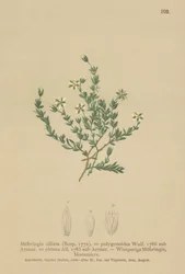 Kriechendes Sandkraut