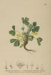 Kriechende Sibbaldie