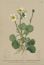 Gekerbter Hahnenfuß (Ranunculus crenatus)