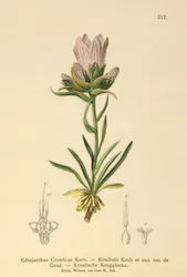 Kroatisches Grasglöckchen