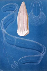 Rippenquallen, Tafel aus "Brehms Tierleben: Allgemeine Kunde des Tierreichs", Bd.10, S.546, veröffentlicht vom Bibliographischen Institut