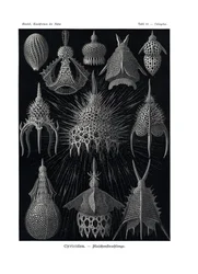 Cyrtoidea