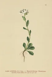Gänseblümchen-Gänsekresse (Arabis bellidifolia)