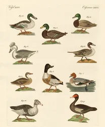 Verschiedene Arten von Enten