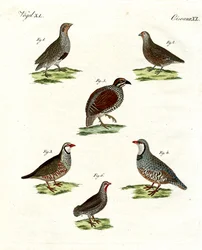 Verschiedene Arten von Rebhühnern